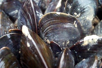Wild food: how to start food foraging