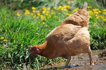 Chicken in mud
