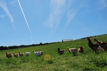 Chickens and sky