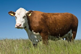 Why we need to eat rare breeds
