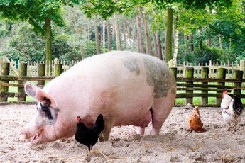 What's the best bit of a pig?