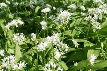 Wild garlic