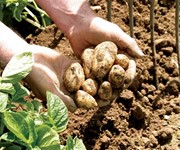The best Jersey Royals