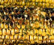 Barbecued sweetcorn and smoky butter recipe