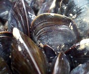 Wild food: how to start food foraging