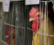 Why the ban on battery eggs might not be so eggs-ellent
