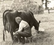 milking the cows by hand in 1923