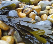 Win the chance to forage for food with a top British chef!