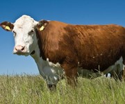 Why we need to eat rare breeds