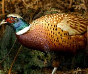 Guide to game: birds of a feather