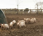 Piglets at Todenham Manor Farm - Photo credit: Jon Tonks