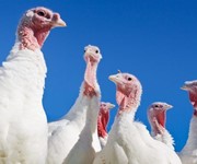 The marvellous multi-bird roast