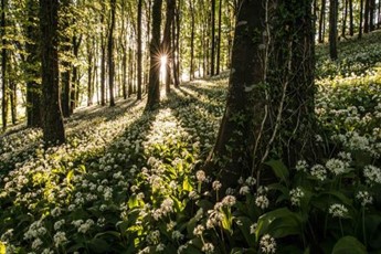 wild garlic carpet