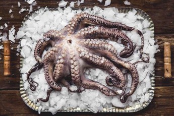 octopus