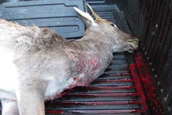 Dead deer