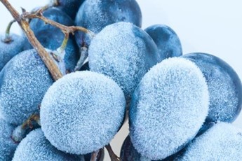 freeze grape