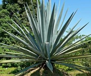 Agave tequilana - Photo credit - Stan Shebs