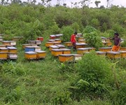 Beekeeping at Kawah Ijen, Indonesia - Photo credit - Okkisafire