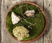 Moss and cep