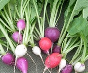 Radishes (Wikimedia Commons)