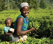 Fairtrade farmer